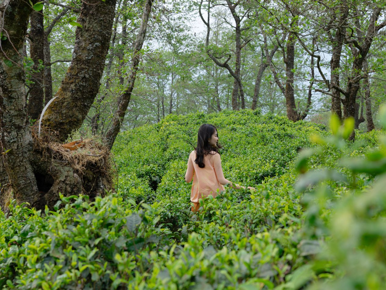 Beixi Jia von MIND VACATIONS auf der Bio-Partnerplantage in Yunnan - Foto © Beixi Jia/Julian Stodt Beixi Jia von MIND VACATIONS - Foto © Beixi Jia/Julian Stodt
